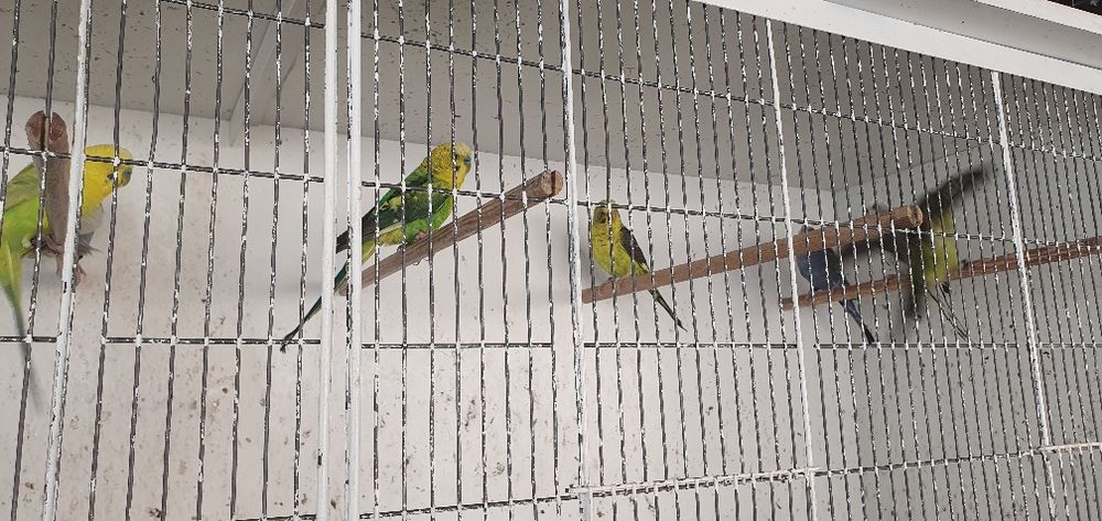 Periquitos asas negras