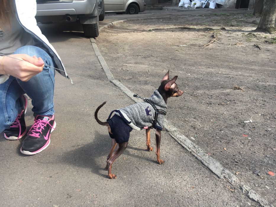 Вязка той терьер