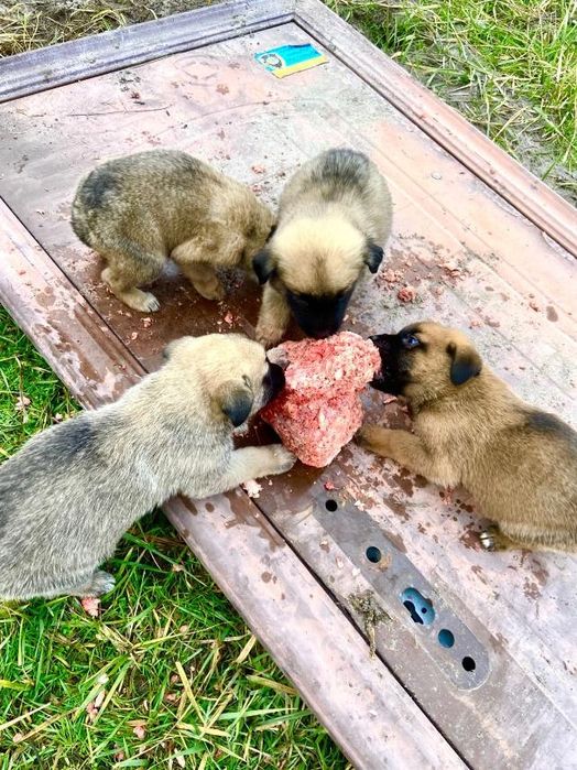 Отдам даром щенков помесь