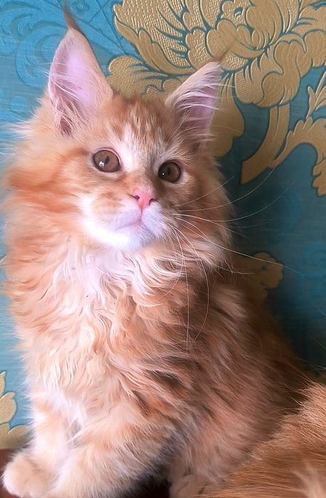 Чистокровные котята  Мейн-Кун с документами