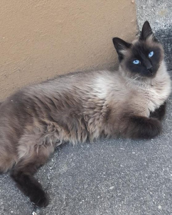 Gato macho 4 anos para adoção