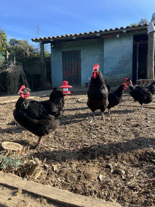 Ovos Galinha Preta Lusitânica