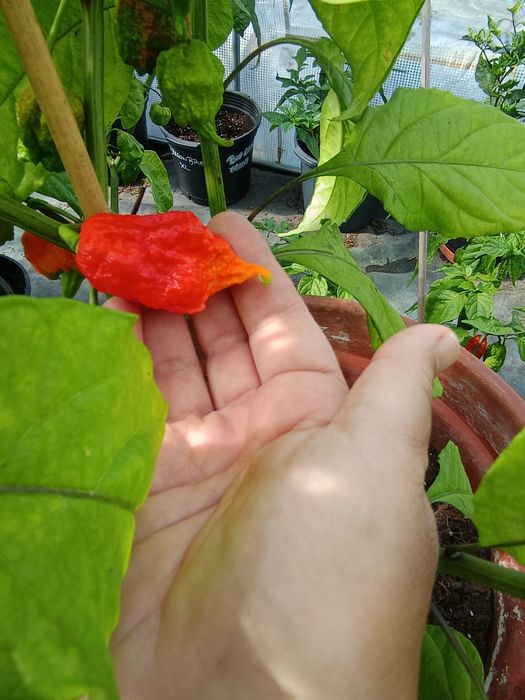 Vendo Carolina reaper fresca