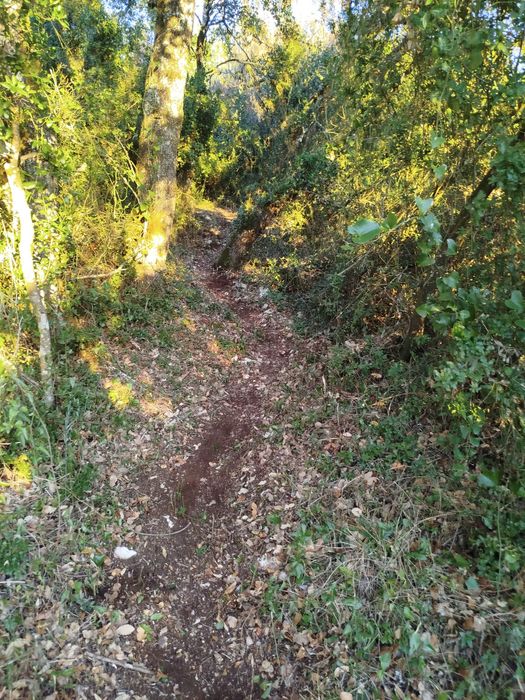 Limpeza de terrenos, caminhos de acesso e trilhos. 20€ h + deslocação