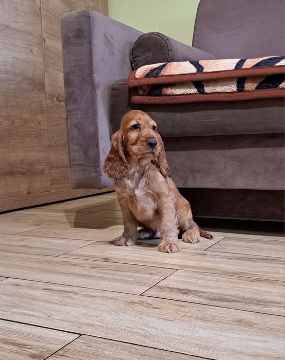 Cocker spaniel angielski piesk