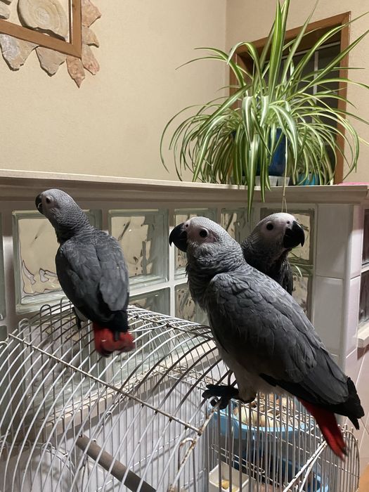 Papagaios Cinzentos