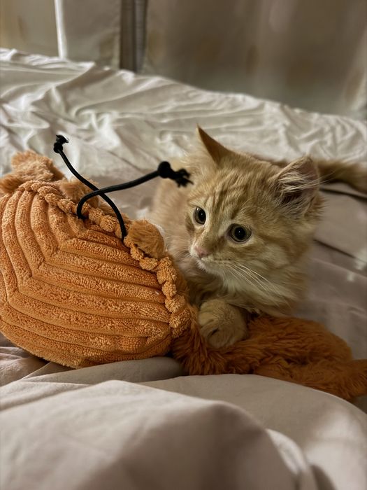 Кошеня котик кіт