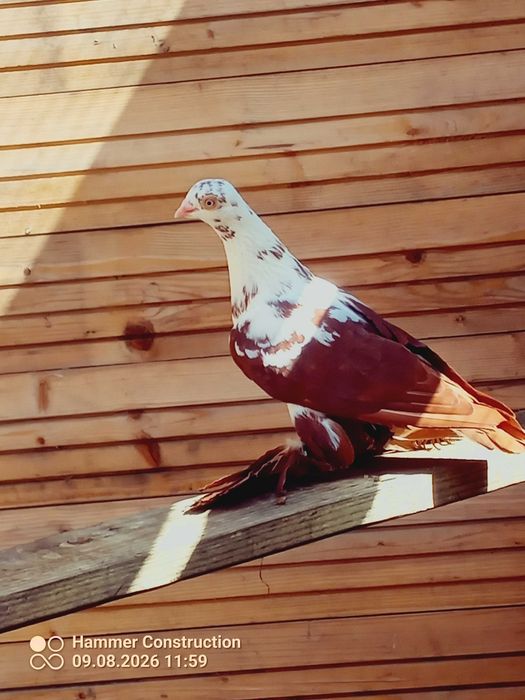 Motyl warszawski czerwony
