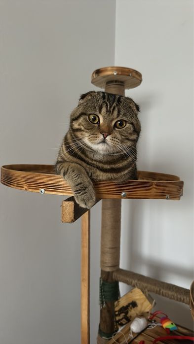 Кіт для вʼзки висловухий британський