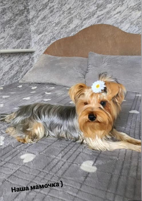 Йоркширський терьер Стандарт