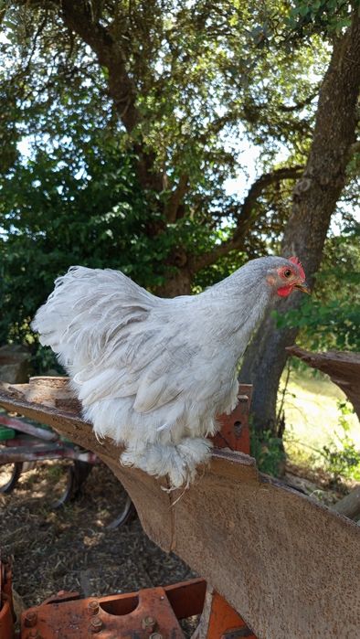 Galo Pekin Lavanda - 4 meses