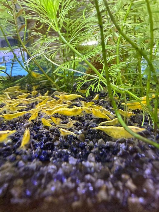 Neocaridina Yellow Golden Back