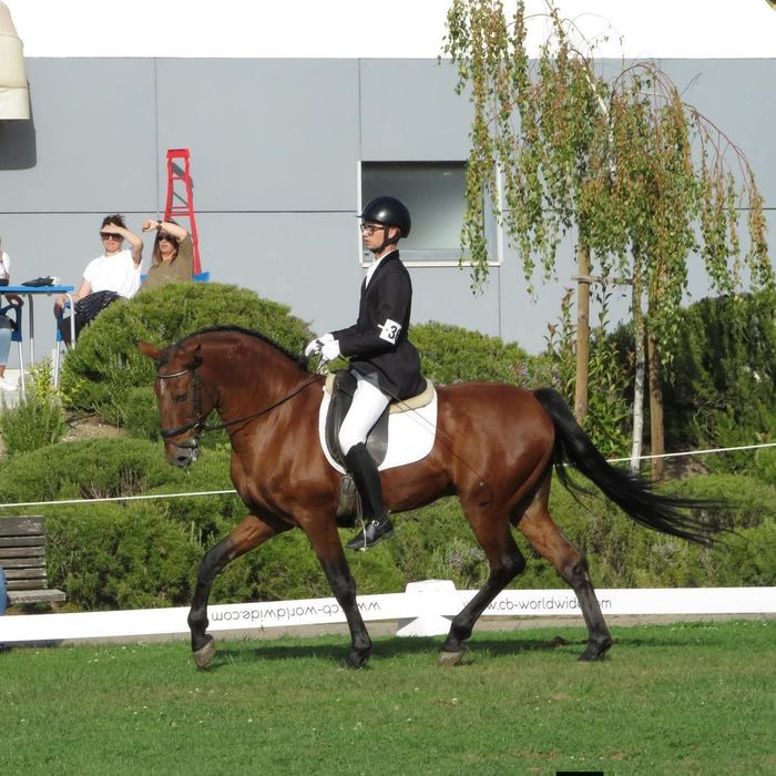 Garanhão lusitano pontuado