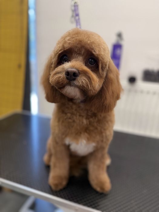 Groomer strzyżenie psów