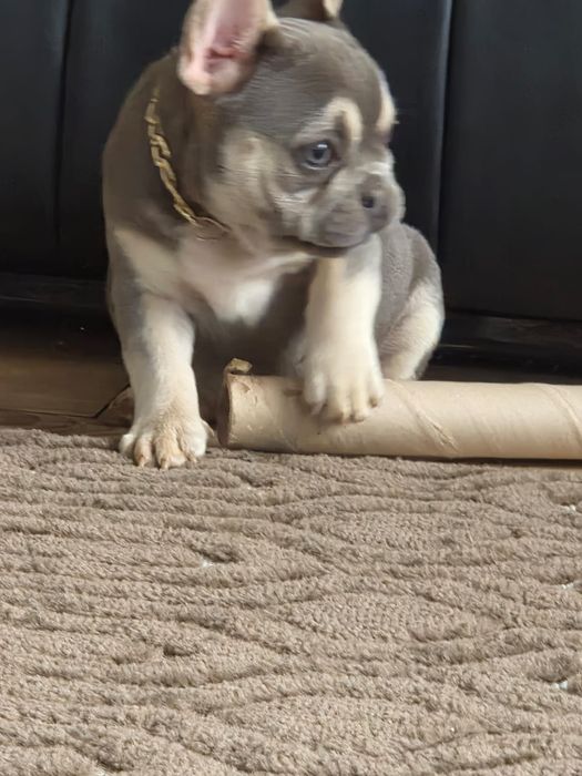 Buldog francuski/Małe rozrabiary9