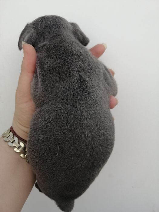 Французики Голубі та Мерле