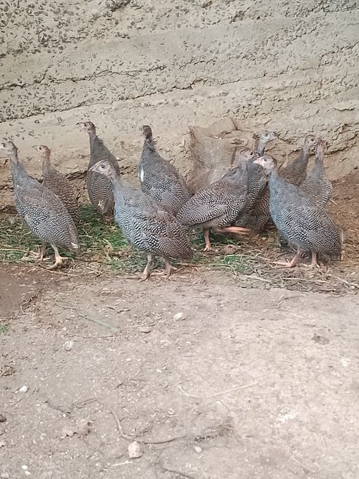 Продам сім'ю цесарок