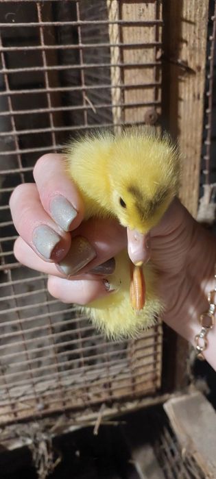 Индоутята,шипун,мускуса утка,индоутка