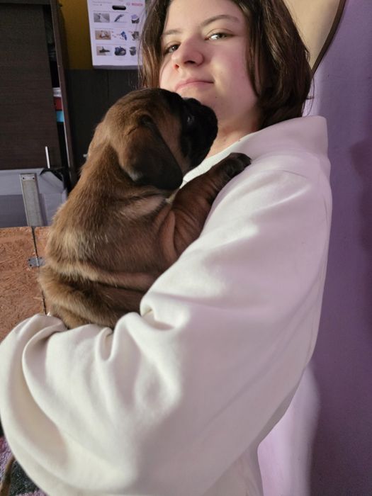 Bokser - suczka ZKwP