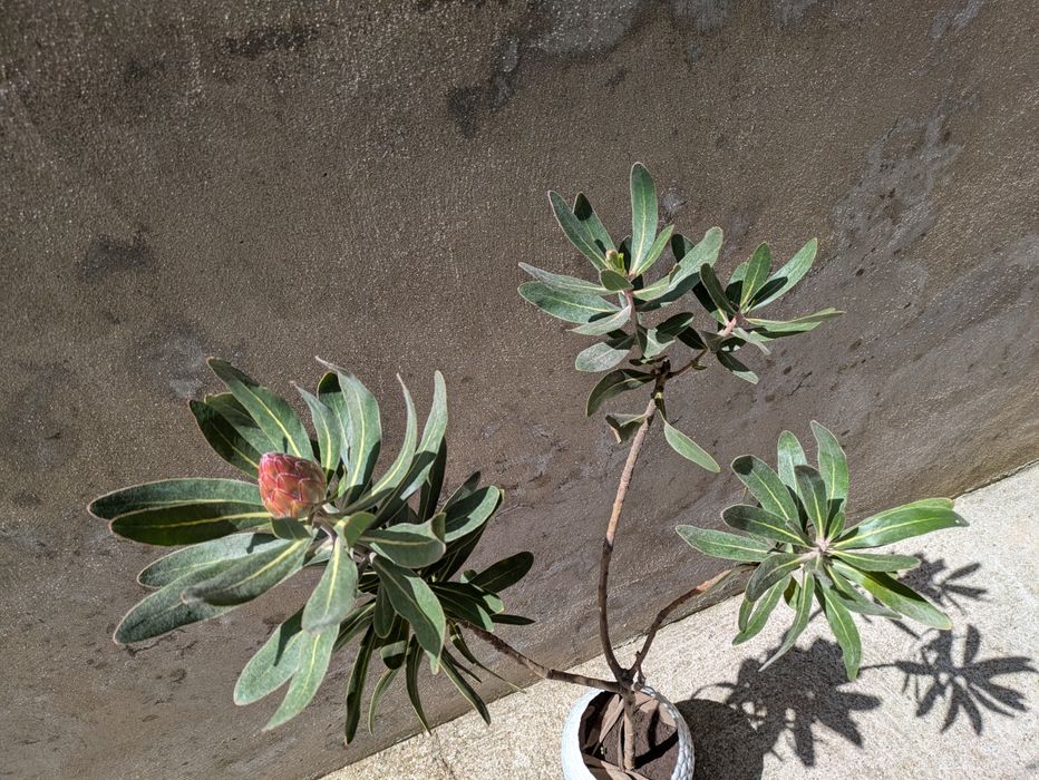 Protea neriifolia pink ice