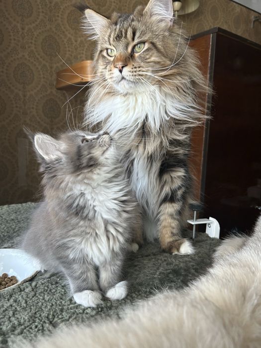 Котенок мейн-кун голубой дым