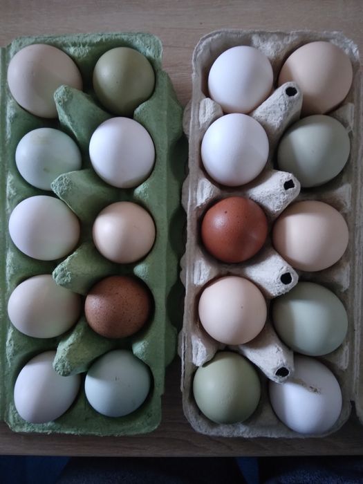 Nioski jajka lęgowe wysyłka