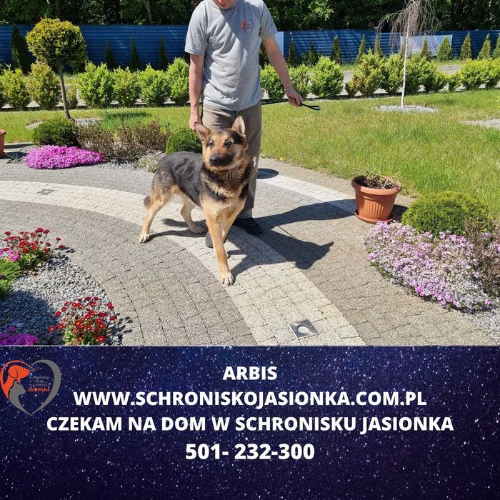 owczarek niemiecki -Arabis schronisko Jasionka -aktualne