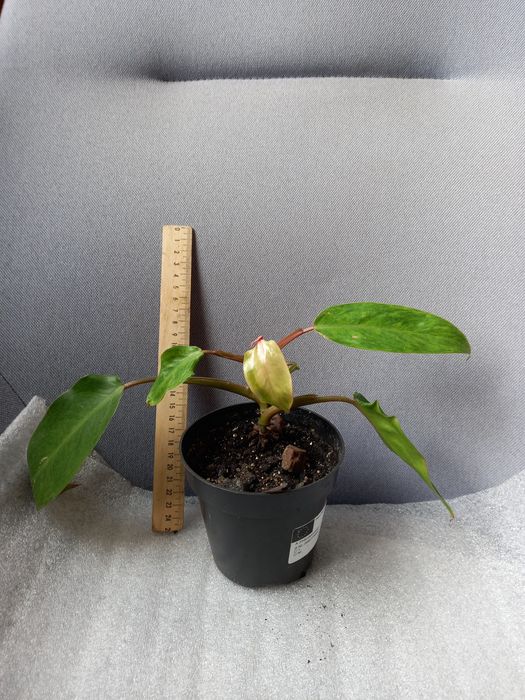 Продаю редкие філодендрони  Лайм,Расписная Леди,Флорида Альба, Ф.Гност