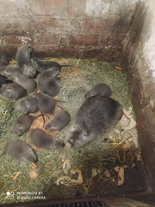 Нутрии на содержание