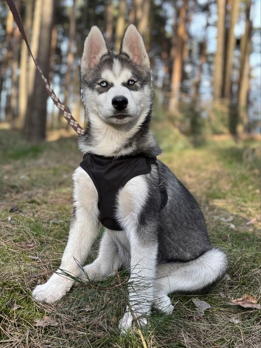 Husky — uroczy szczeniak z rodowodem, gotowy do odbioru