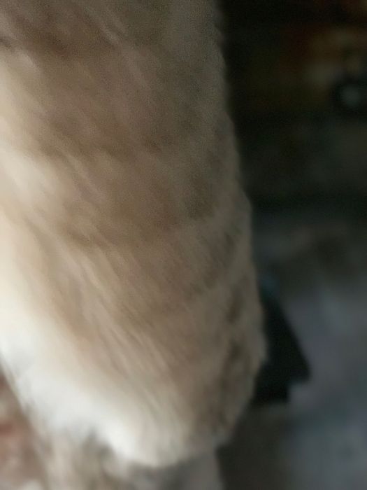 Futro z lisa polarnego - jak mowr