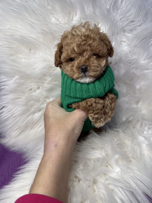 Красиві міні цуцики