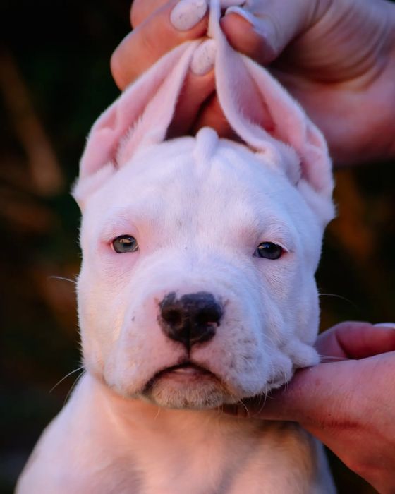 Породнвя девочка в окрасе коровка ...Белая голубо палевыми пятнышками