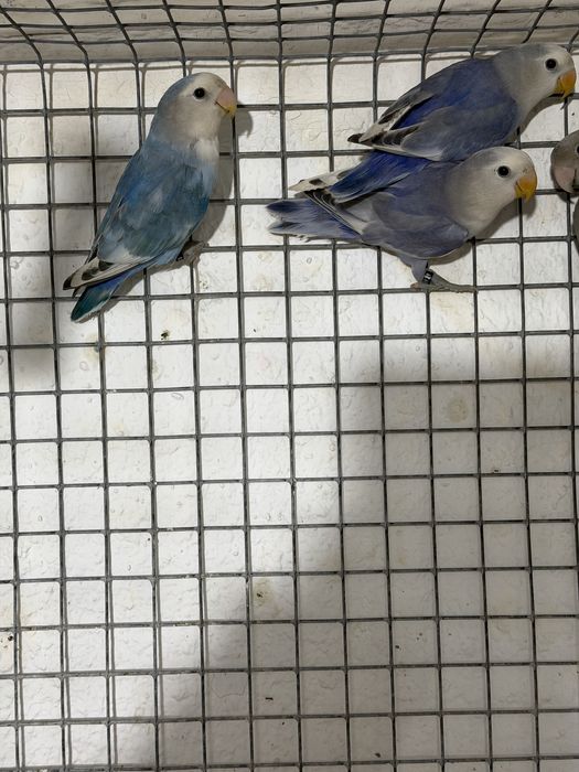 Agapornis Roseicollis machos