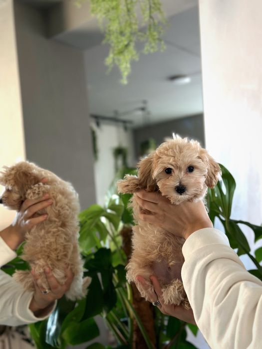 Maltipoo F1 (тато пудель а мама мальтезе)