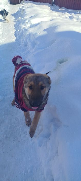 Віддам в добрі руки собачку дівчинку