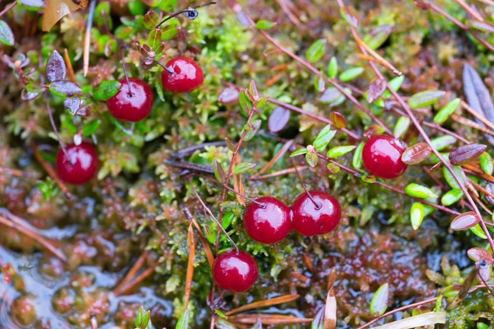 Żurawina leśna 320ml dżem żurawinowy