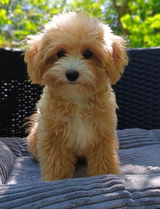 TWIX piesek cudo 3kg uroczy chłopiec PASZPORT Komplet Szczepień Maltipoo Maltidoodle maltańczyk pudel toy badania wyprawka
