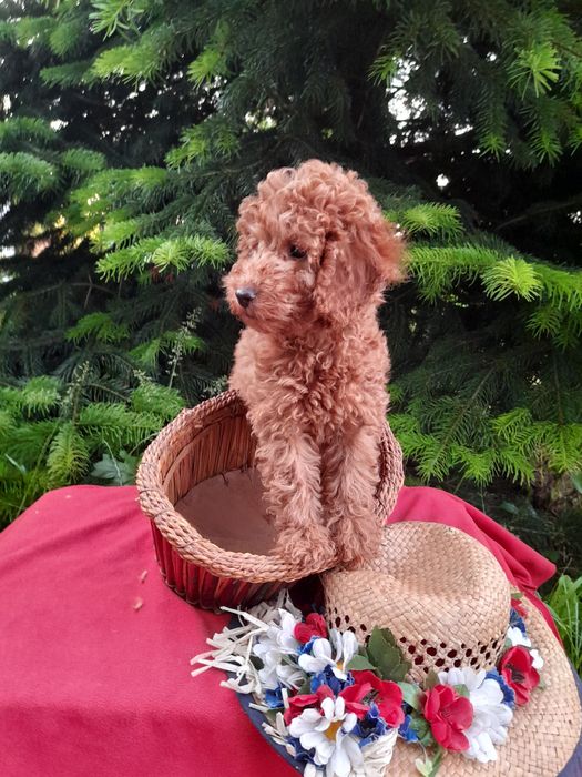 Найгарніші малята той -Пудель.