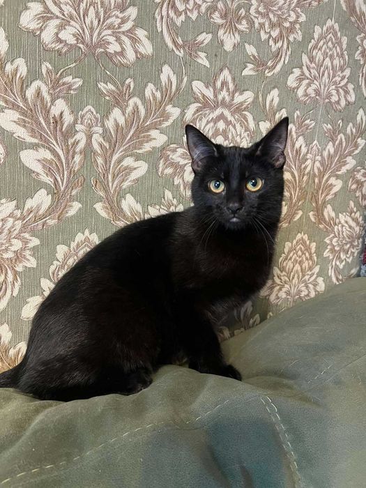 Кошечка Багги — изящная чёрная леди, 7 мес.