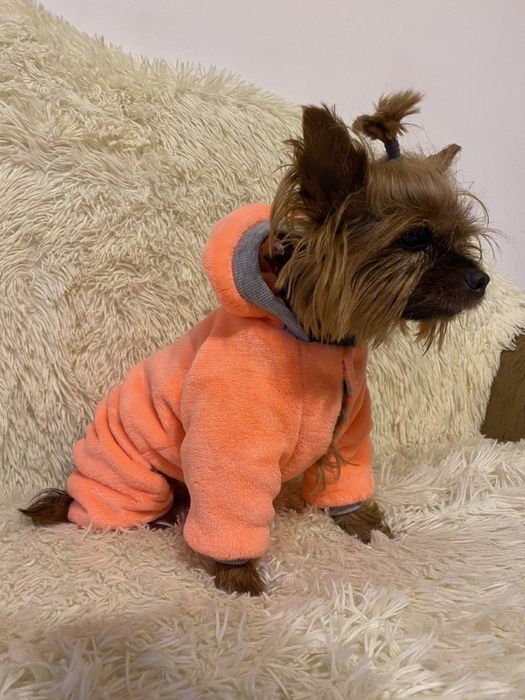 Трикотажный комбинезон для собак Йорк оранжевого цвета. Куртка