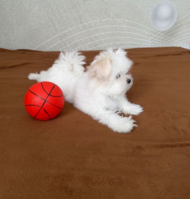 Мальтійська болонка дівчинка цуценя  КСУ мальтезе