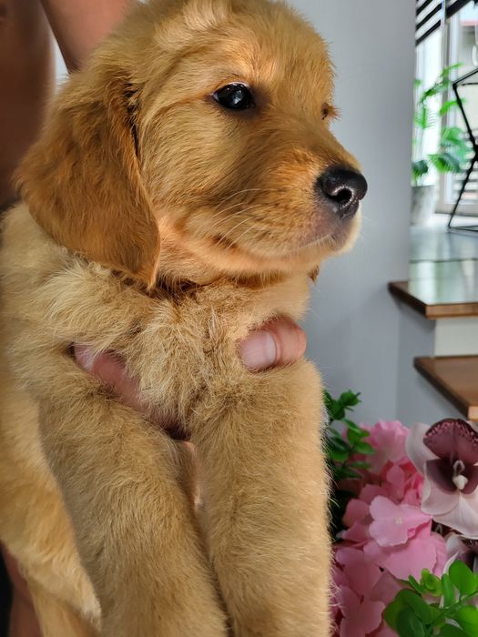 Chłopczyk golden retriever ciemno złote