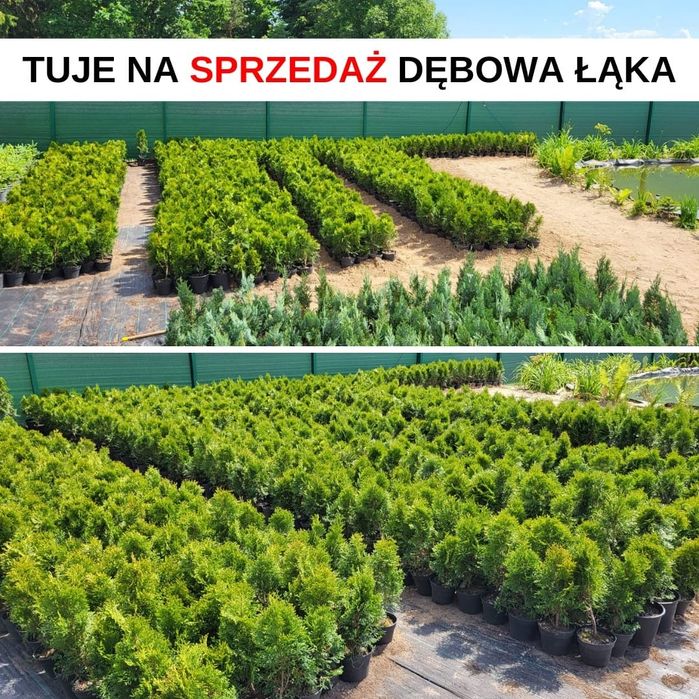 Tuje szmaragd  wyprzedaż