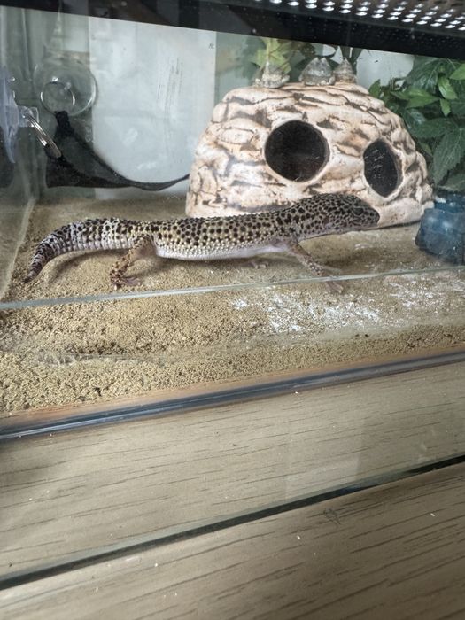 Gekon Lamparci z Terrarium