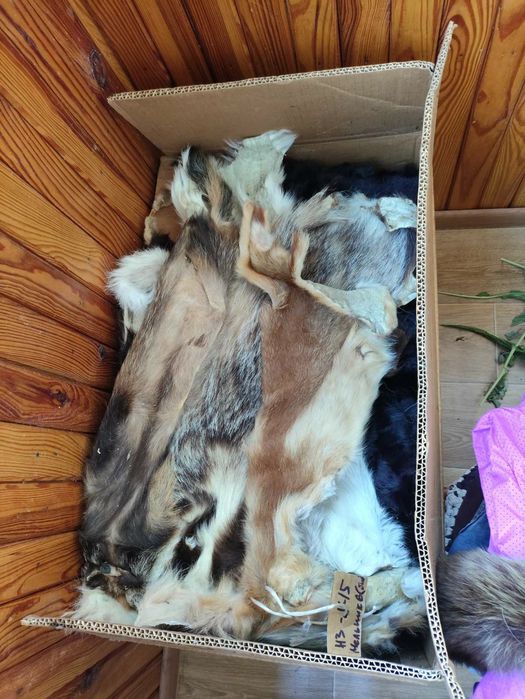 Шкурки кролячі і зайців