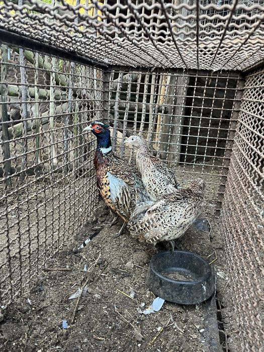 Faisoes coleira faisoes de caça quadra