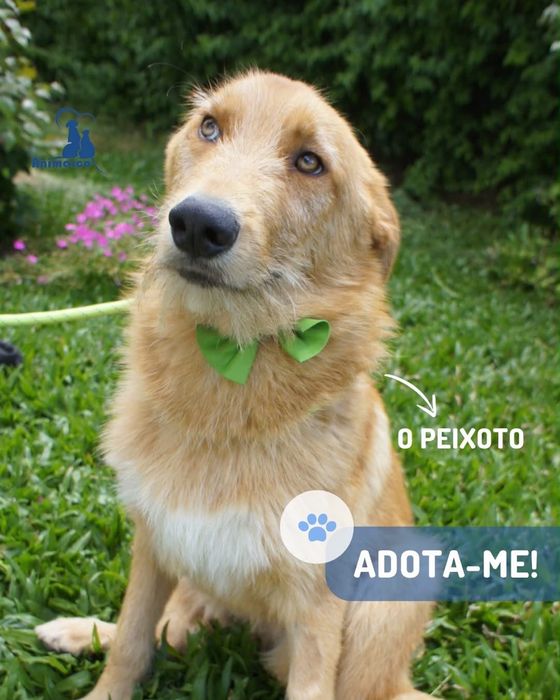 Peixoto cao para adoção