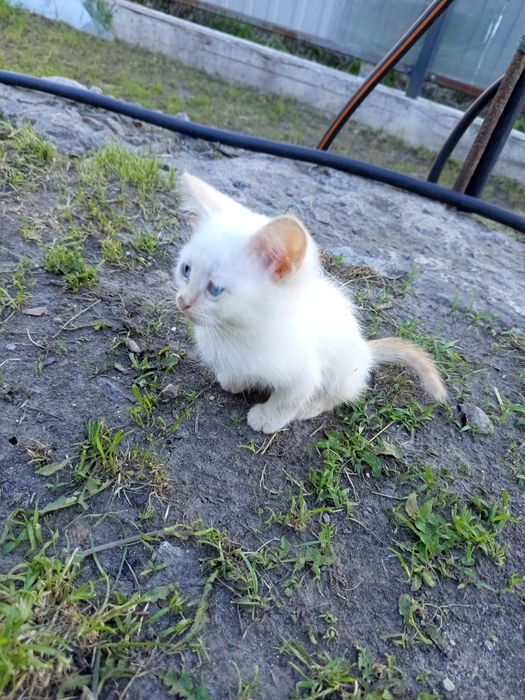 Кошеня в добрі руки