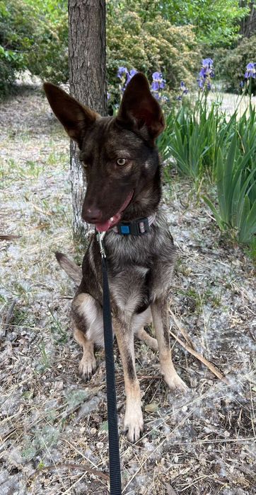 Отдам в хорошие руки